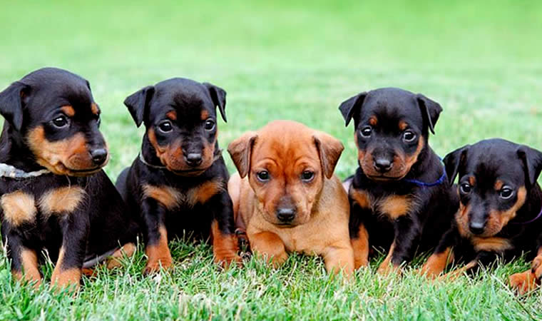 pinscher conheça as principais características da raça sos cãopanheiros