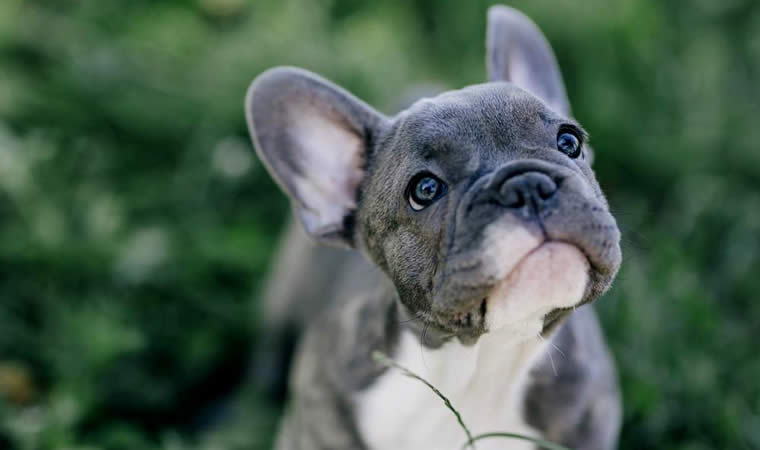 Buldogue Frances Principais Cuidados Com A Saude Da Raca